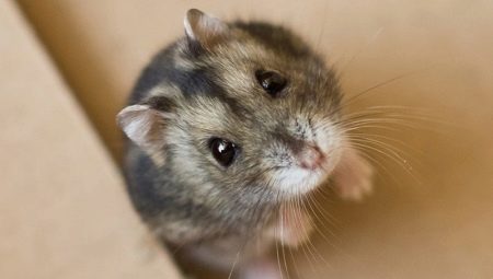 Care este numele hamsterului Dzhungar?