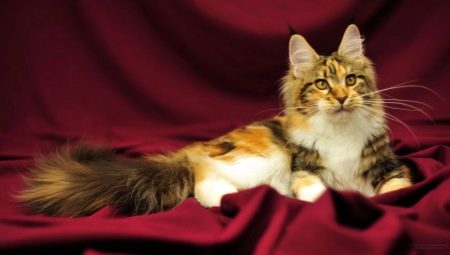 How to call a Maine Coon cat?