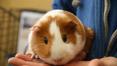 How to determine the sex of the guinea pig?