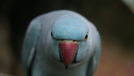 Come svezzare un morso di pappagallo?