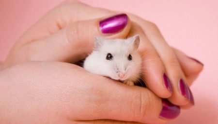 Hvordan lære hamster at hånden?