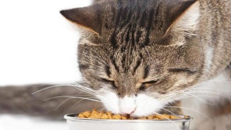 Hoe leer je een kat om voedsel te drogen?