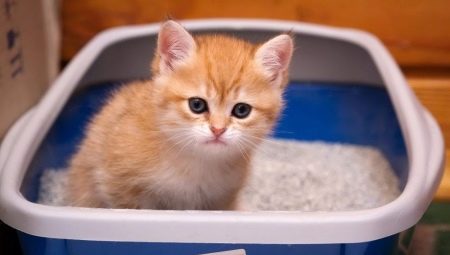 Hoe een kitten aan de tray te leren?
