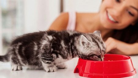 Hvordan lære en kattunge å tørke mat?