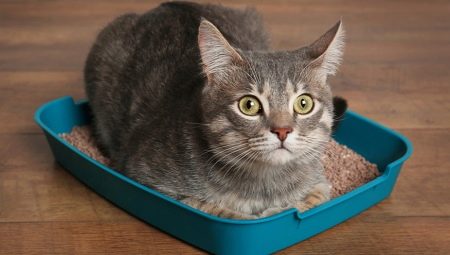 How to train an adult cat to the tray?