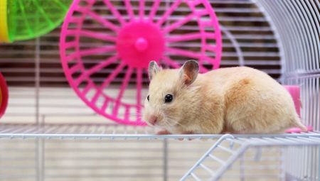 Bir hamster için kendi elleriyle bir kafes nasıl yapılır?