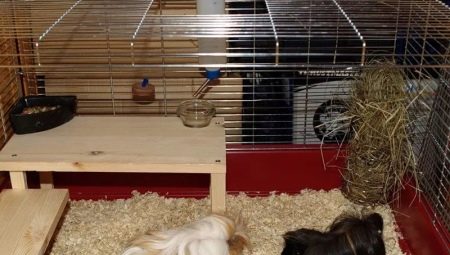 How to make a cage for a guinea pig with your own hands?