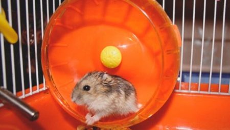 Hvordan lage et hjul til en hamster med egne hender?