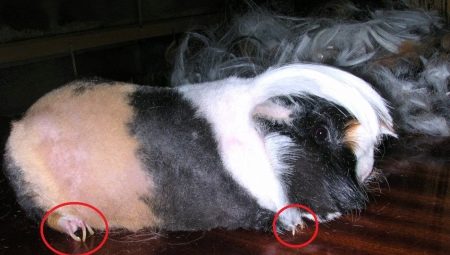 How to cut claws guinea pig?