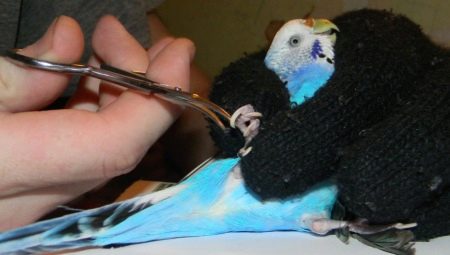 How to cut the claws wavy parrot?