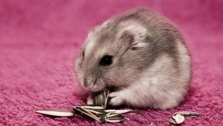 Hamster bakımı nasıl yapılır?