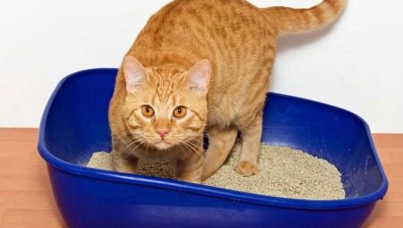 How to choose a clumpy cat litter?