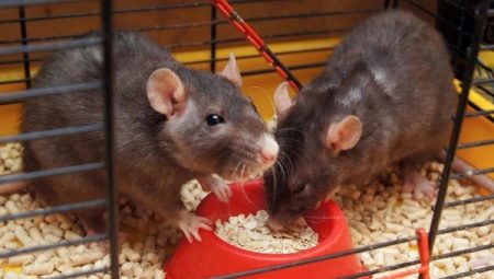 Hvordan vælger man mad til ornamental rotter?