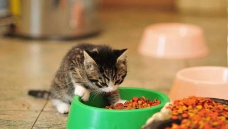 Hoe kies je eten voor kittens jonger dan een jaar?