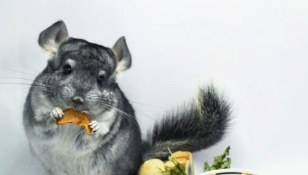 How to choose food for chinchillas?