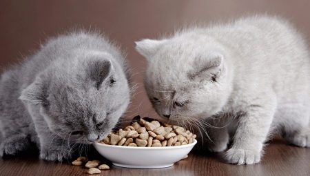 כיצד לבחור מזון יבש עבור חתולים?