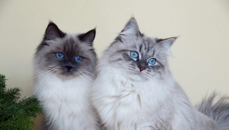 Hva er fargene på katter Neva Masquerade rase?
