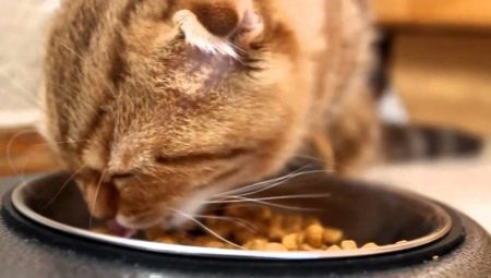 Comida de gato canadense: características e fabricantes de classificação