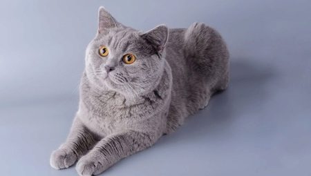 Cartesische katten: raskenmerken, natuur en zorgregels