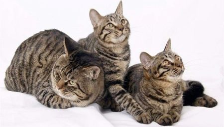 Chińskie koty: rodzaje i niuanse treści