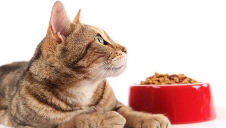 Kucing untuk kucing: perbezaan dan nuansa pilihan