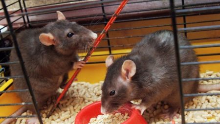 Ketrecek patkányok számára: jellemzők, kiválasztás, felszerelés, gondozás