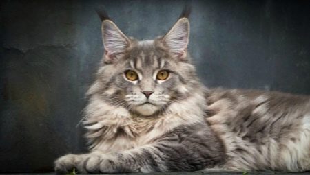Nicknames for the Maine Coon: how to call a boy?