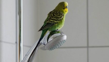When can I release a parrot from a cage after purchase?