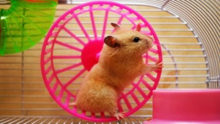 Hamster Wheel: Çeşitlilik, Seçim ve Eğitim