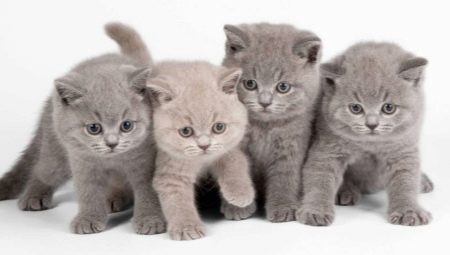 Maistas britų kačiukams: tipai ir pasirinkimo galimybės