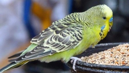 Papağanlar için yiyecekler: çeşit çeşitleri ve özellikleri