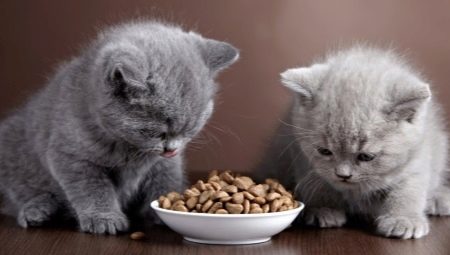 อาหารสำหรับลูกแมวและแมวที่มีการย่อยอาหารที่ละเอียดอ่อน