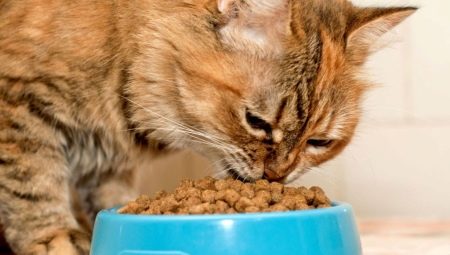 Thức ăn cho mèo con cao cấp: thành phần, nhà sản xuất, mẹo chọn