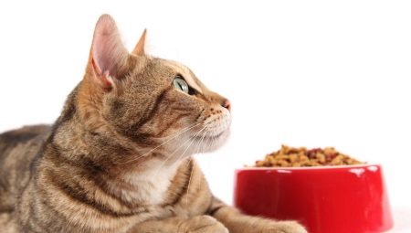 Celostní krmivo pro kočky: pravidla pro hodnocení a výběr výrobců