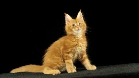 Short-haired and smooth-haired Maine Coons: description and features of care