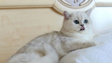 Sølv chinchilla katt: beskrivelse og regler for å holde