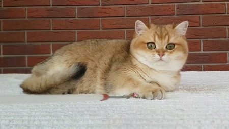 Golden Chinchilla cat: egenskaper, val och villkor för internering