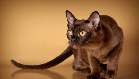 חתולים בורמזי אמריקאי: תיאור ותכונות של טיפול