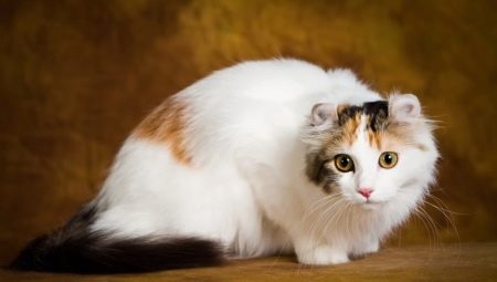 Pisicile rasă American Curl: caracteristici, reguli de hrănire și întreținere