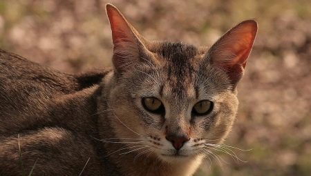 Gatos Chausi: descripción y contenido.