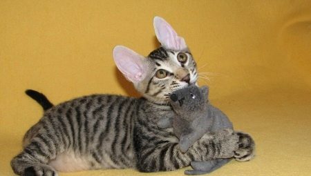 แมว Sphynx ด้วยขน: พวกมันถูกเรียกว่าอะไรและทำไมมันถึงเกิดขึ้น?