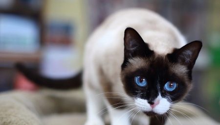 Snow-shu katter: beskrivelse, fargevariasjoner og innhold