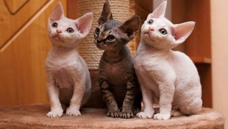 القطط ريكس: السلالات الشعبية ومحتواها