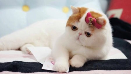 Koty snoopy: jaka jest rasa i powody ich popularności
