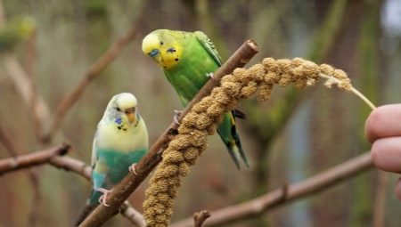 Nomes bonitos e originais para os papagaios ondulados meninos