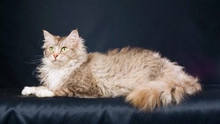 Laperm: תיאור של חתולים, אופים ותכונות של התוכן