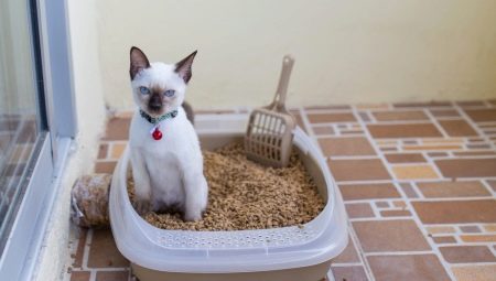 Bricka för katter: typer, storlekar och urvalsregler