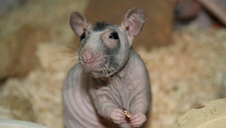 Kel sıçanlar: Cins özellikleri ve bakım ipuçları