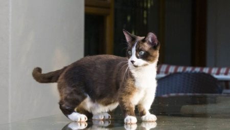 Munchkin: a description of the breed of cats, types and content
