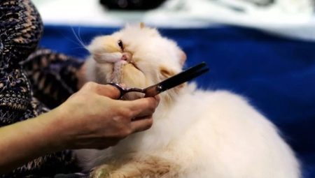 Clippers för katter haircut: typer, modeller, urval och drift